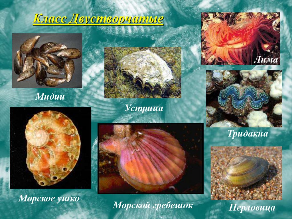 Класс Двустворчатые