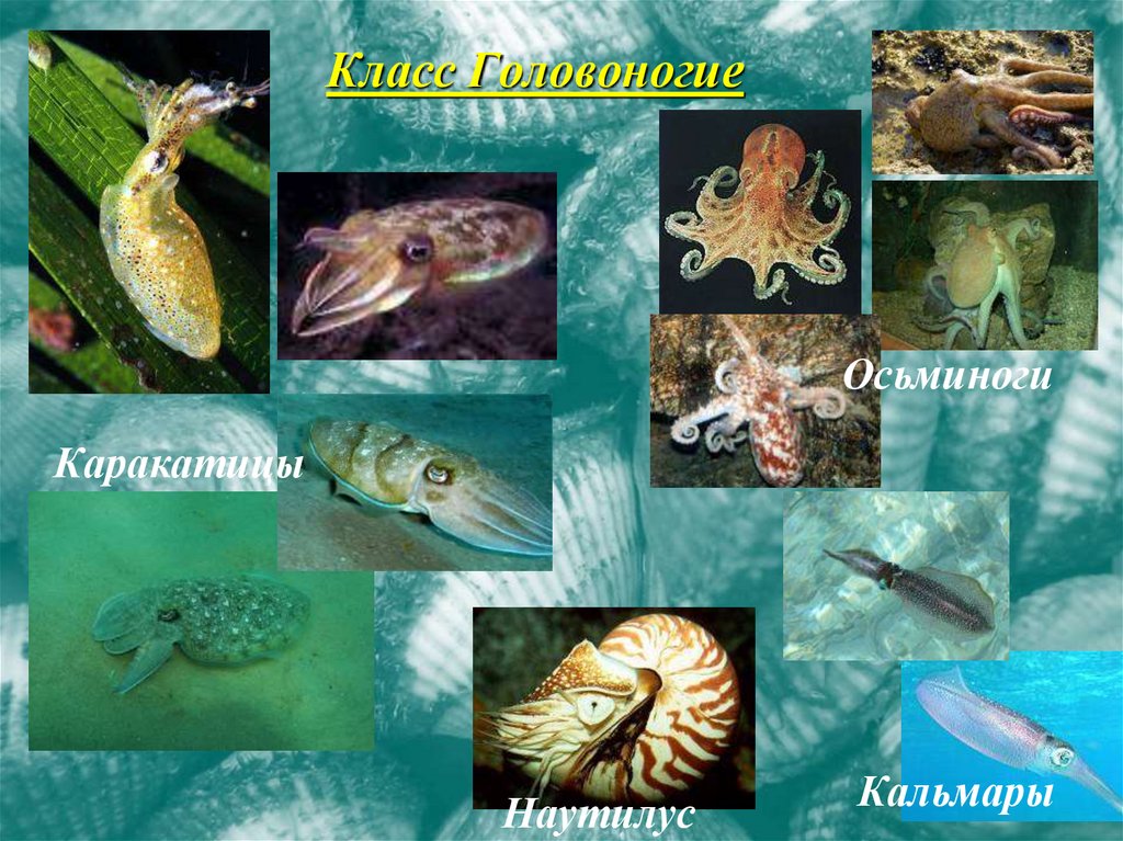 Класс Головоногие