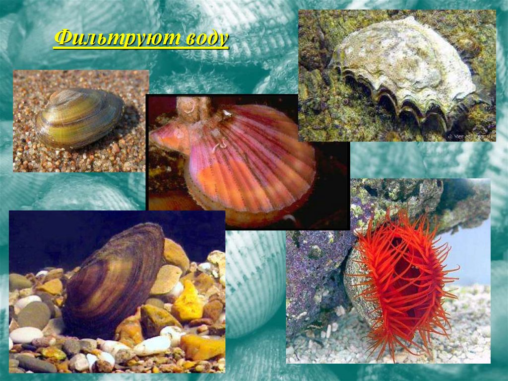 Фильтруют воду