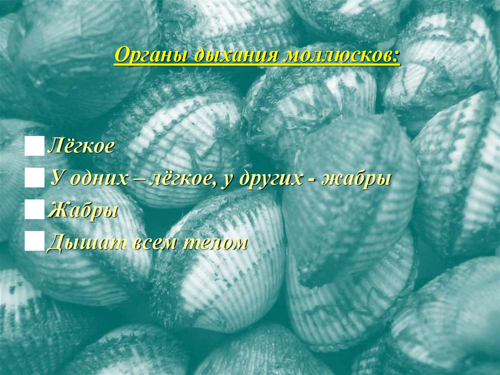 Органы дыхания моллюсков: