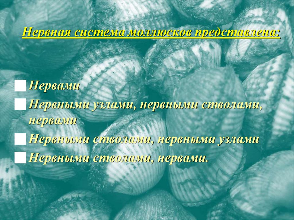 Нервная система моллюсков представлена:
