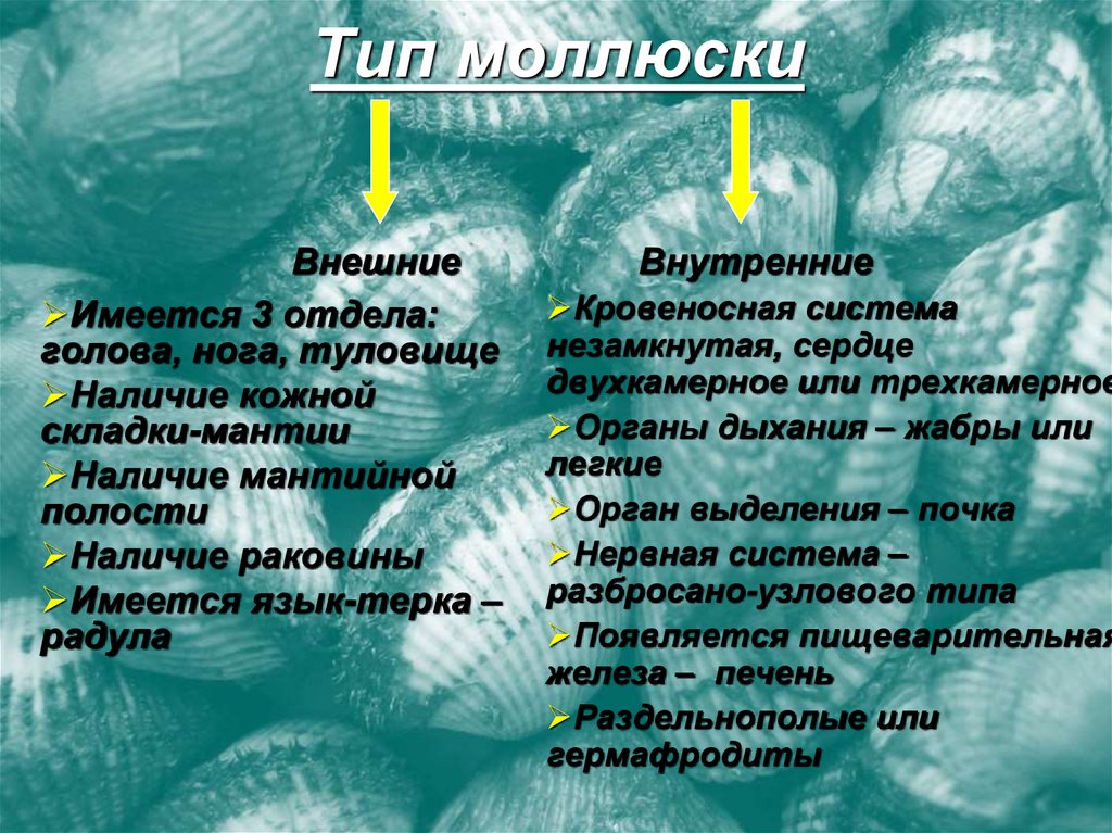 Тип моллюски