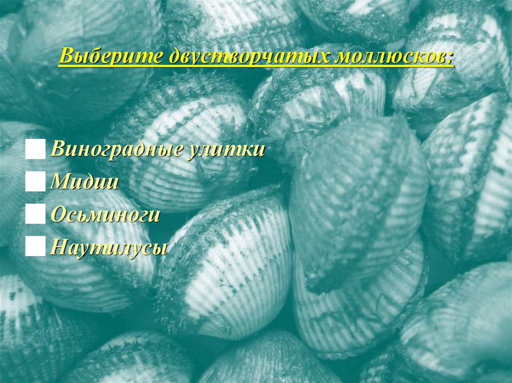 Выберите двустворчатых моллюсков: