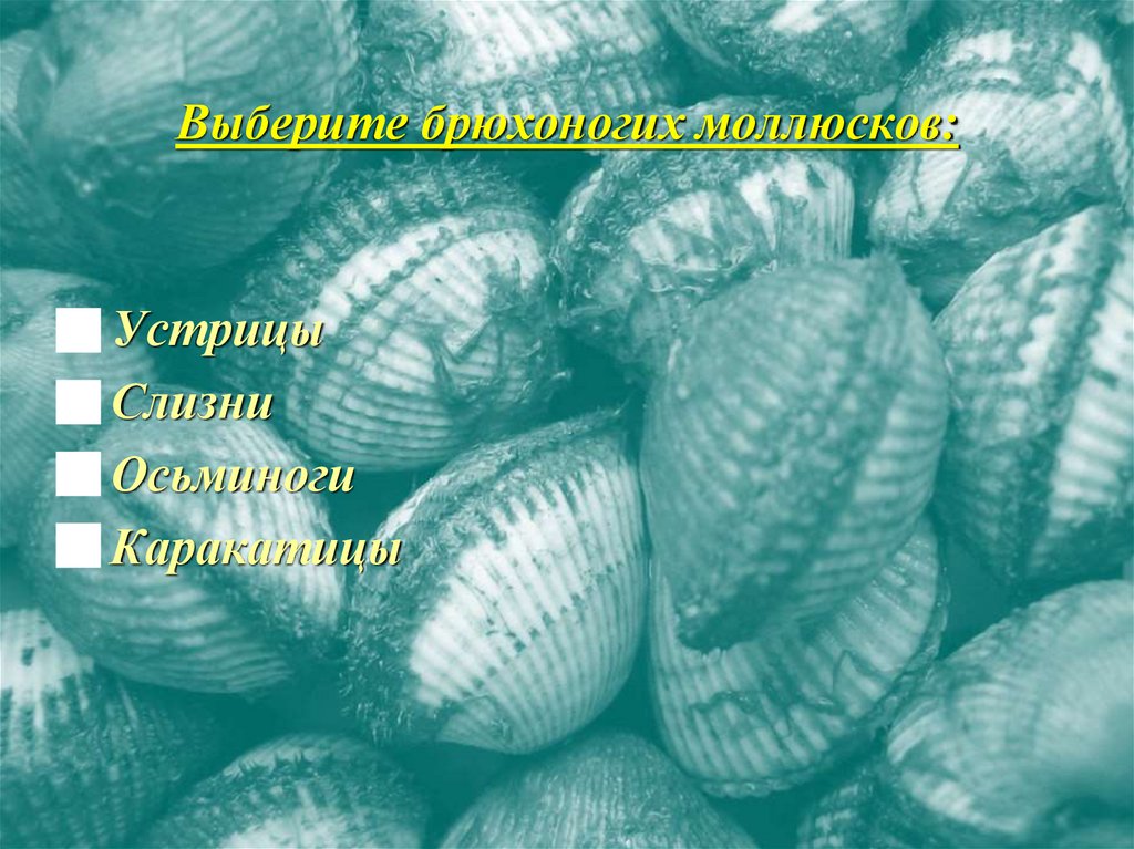 Выберите брюхоногих моллюсков: