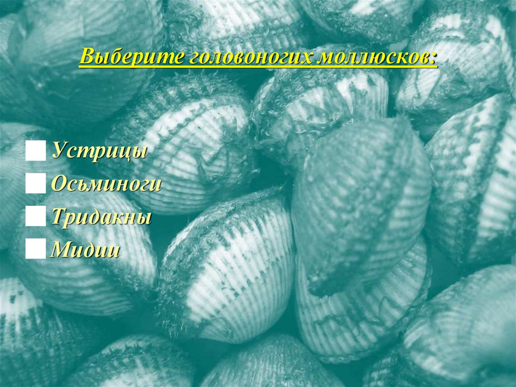 Выберите головоногих моллюсков:
