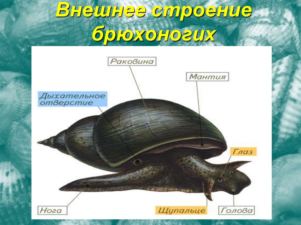 Внешнее строение брюхоногих
