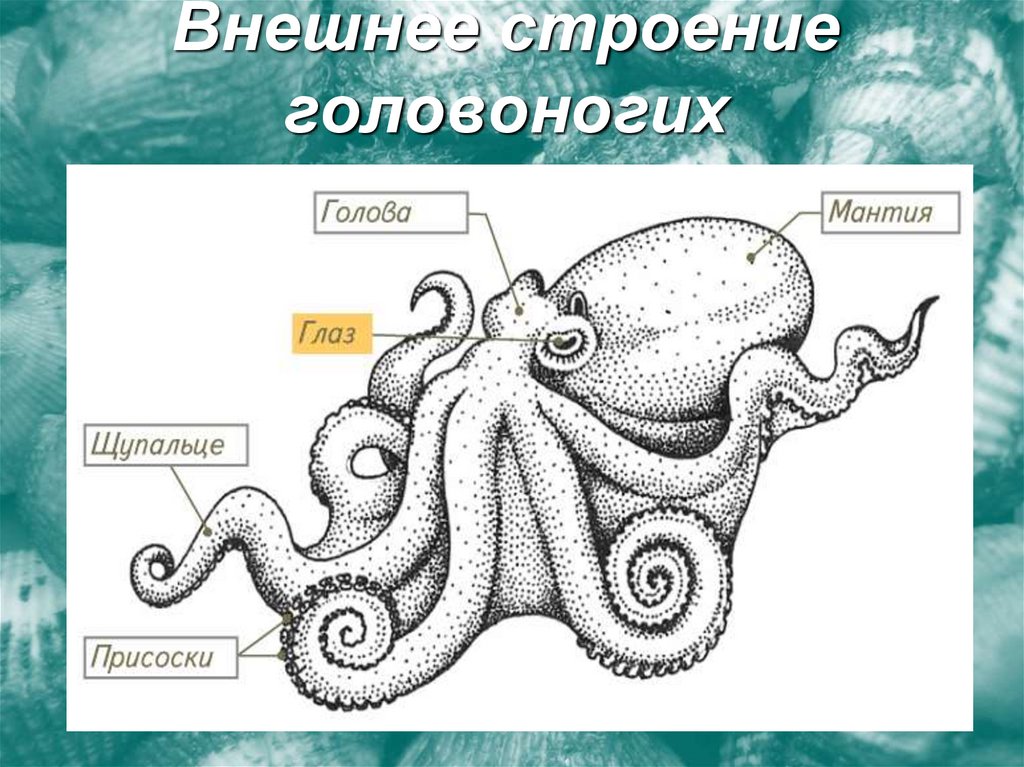 Внешнее строение головоногих