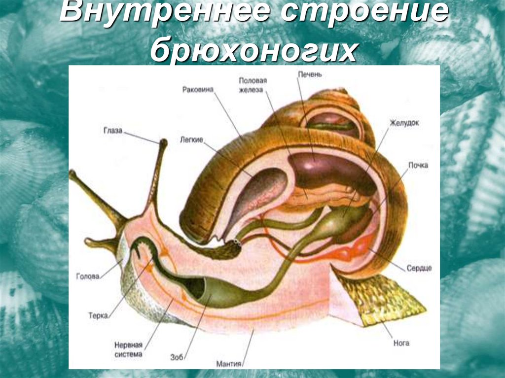 Внутреннее строение брюхоногих