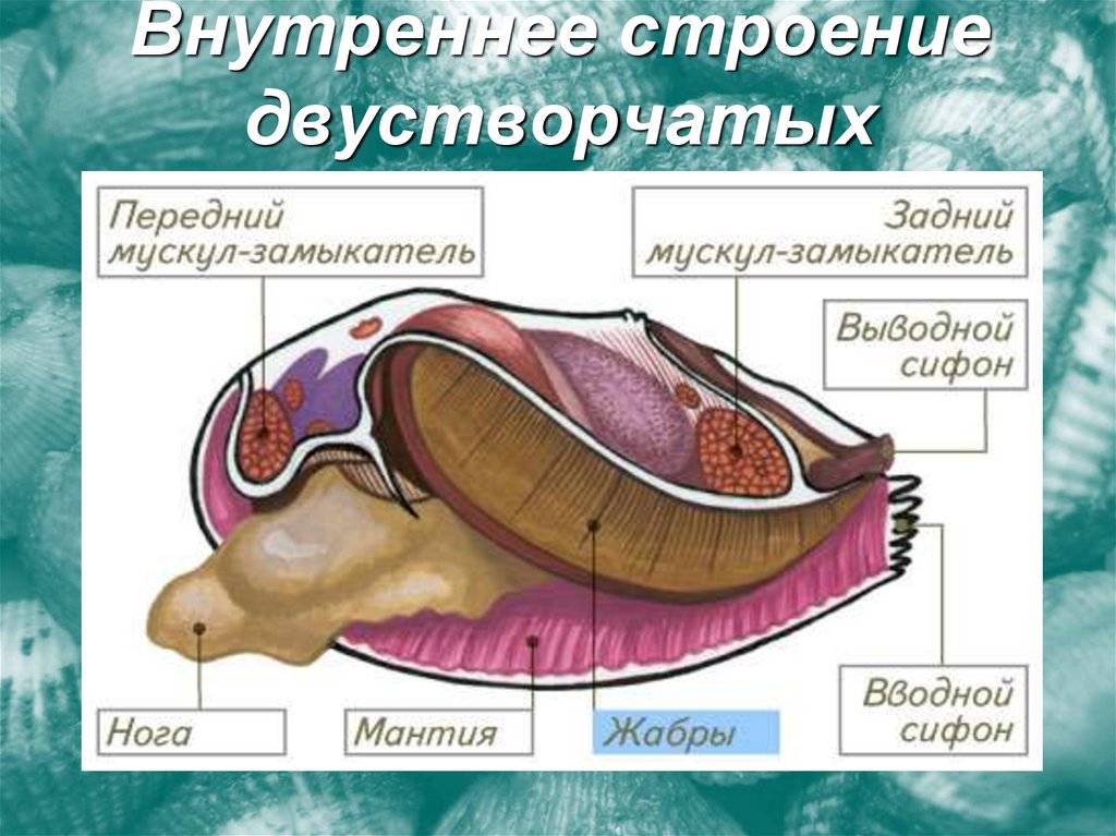 Внутреннее строение двустворчатых