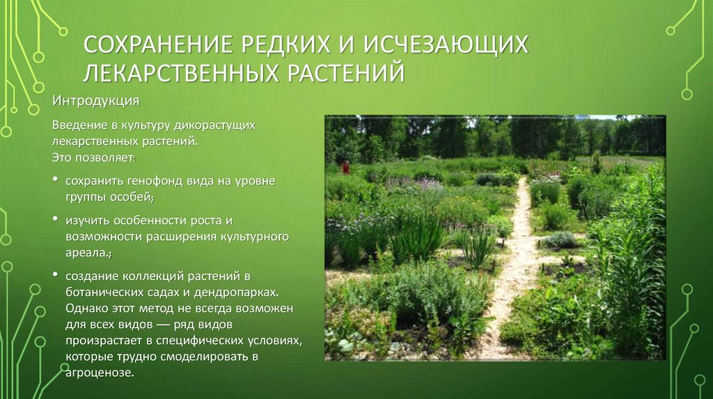 Сохранение редких и исчезающих лекарственных растений