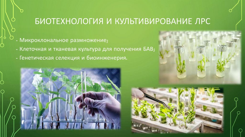 Биотехнология и культивирование ЛРС