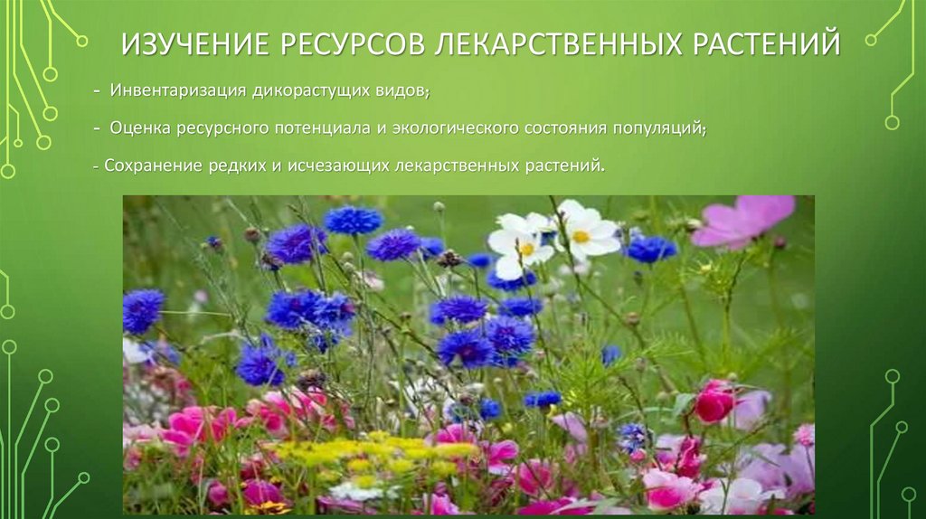 Изучение ресурсов лекарственных растений