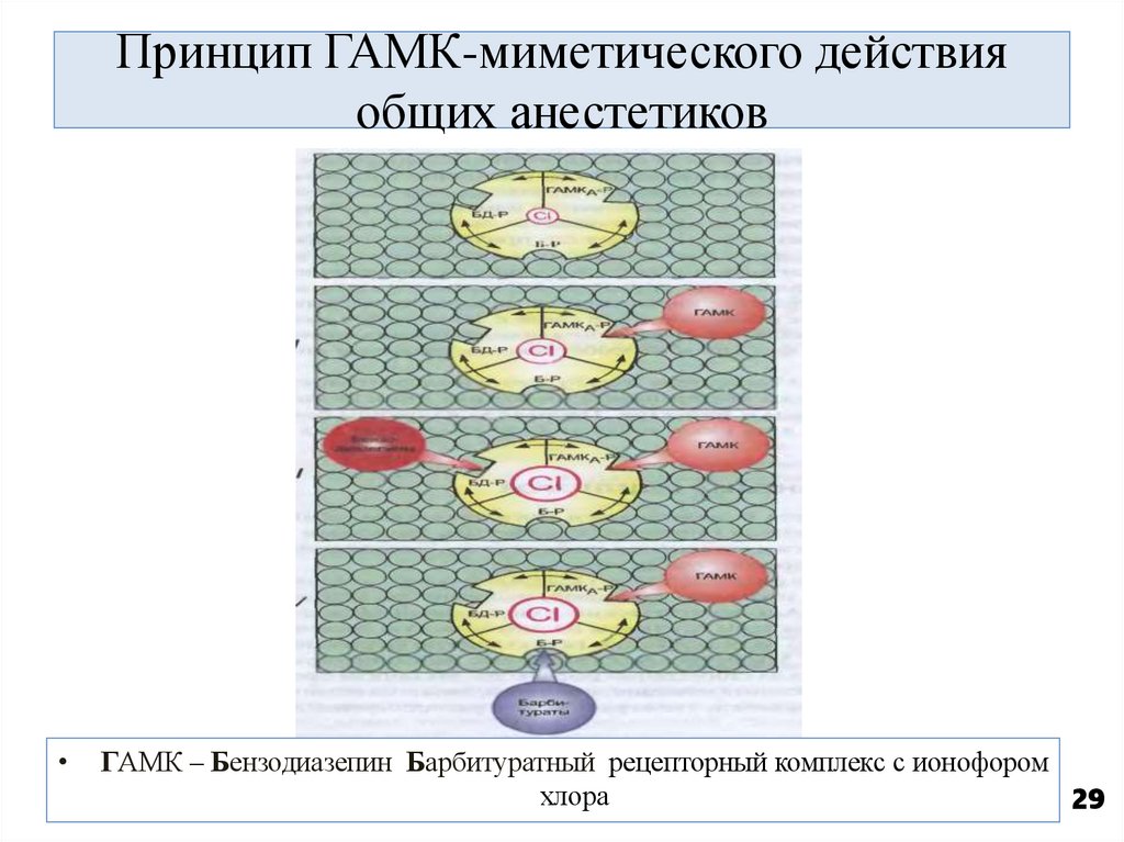 Принцип ГАМК-миметического действия общих анестетиков