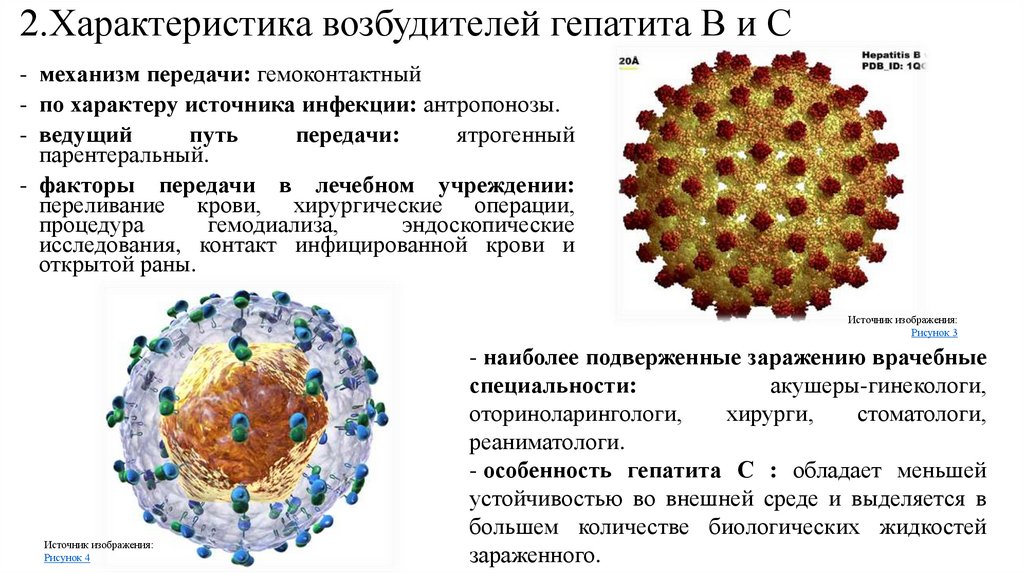 2.Характеристика возбудителей гепатита В и С