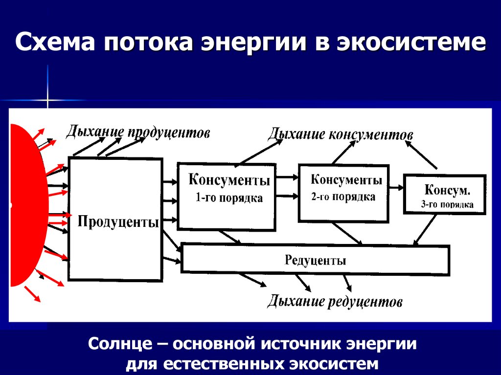 Схема потока энергии в экосистеме
