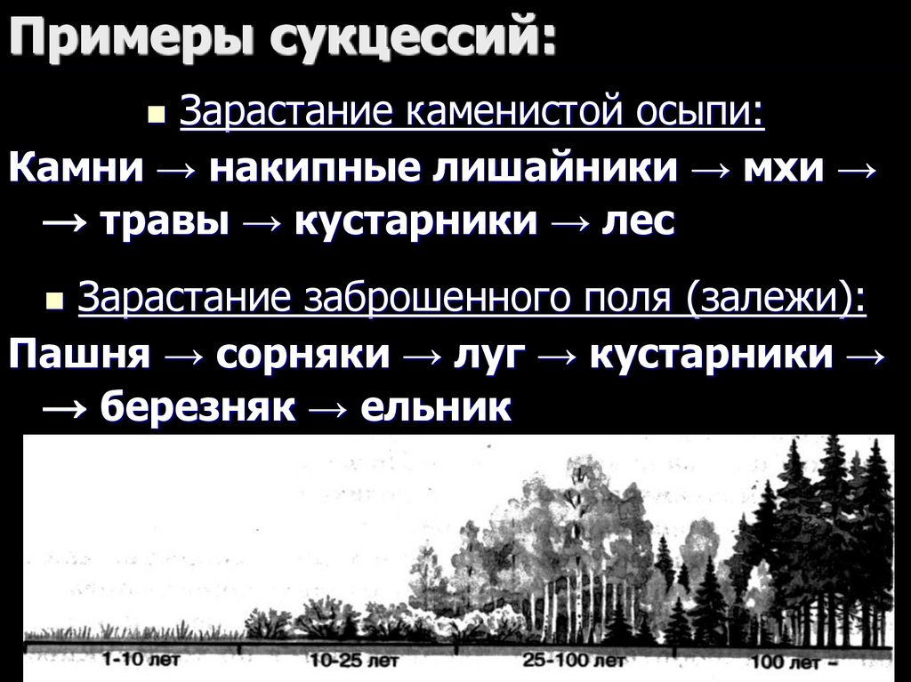 Примеры сукцессий: