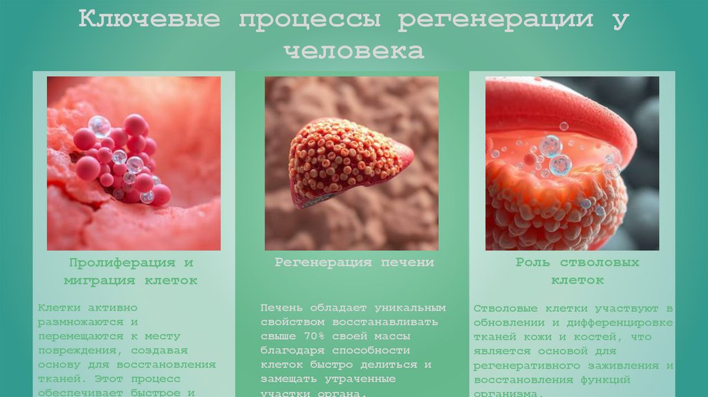 Ключевые процессы регенерации у человека