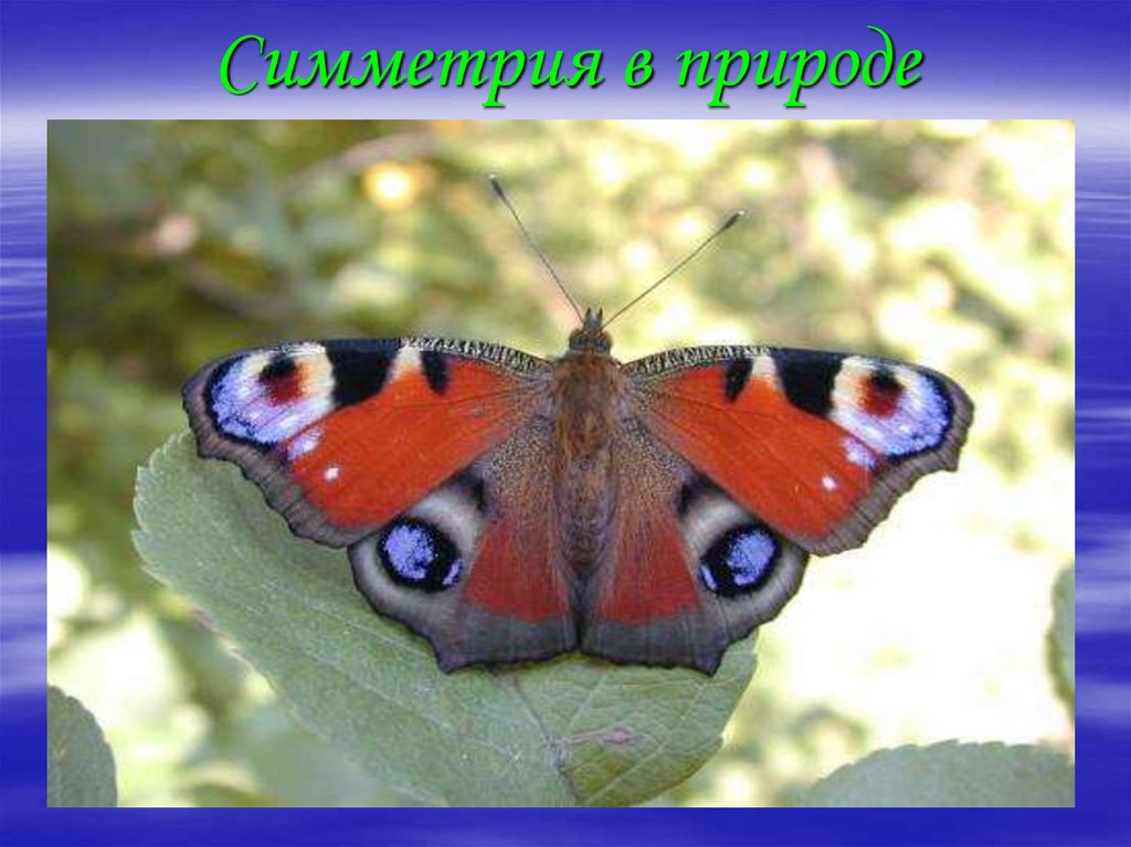 Симметрия в природе