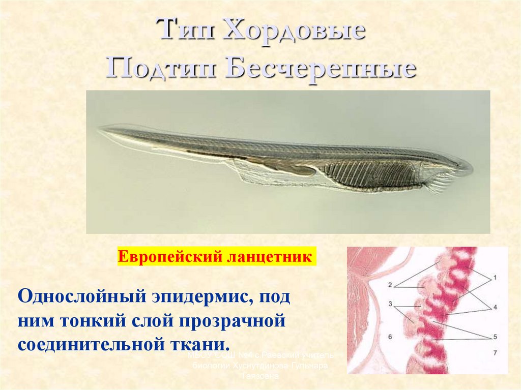 Тип Хордовые Подтип Бесчерепные