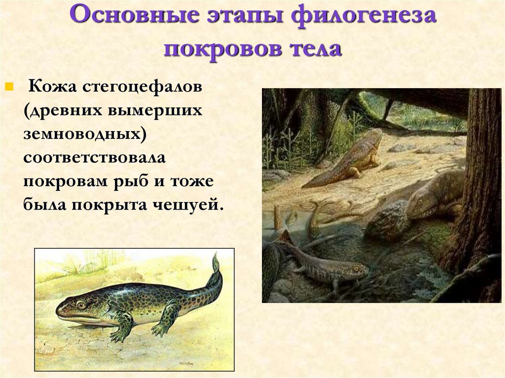 Основные этапы филогенеза покровов тела