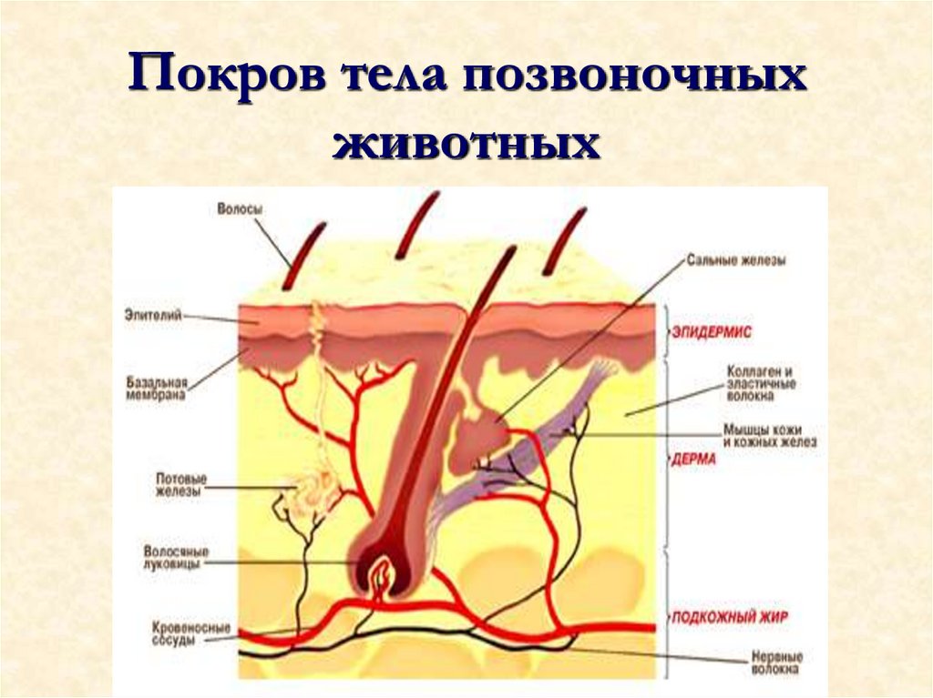 Покров тела позвоночных животных