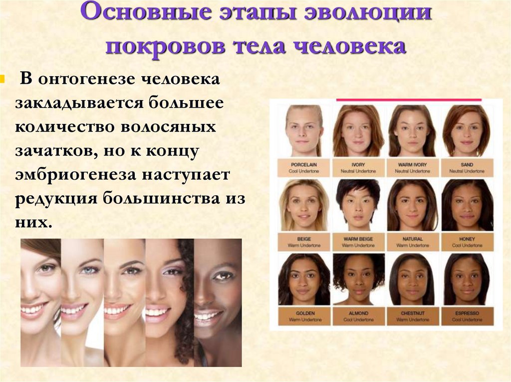 Основные этапы эволюции покровов тела человека