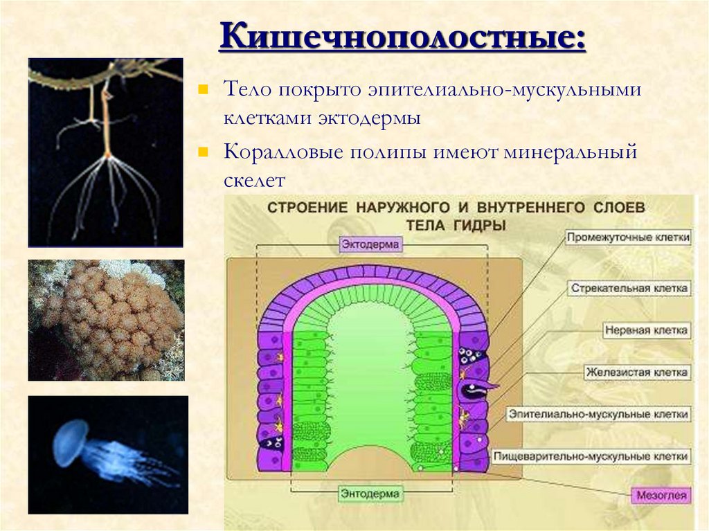 Кишечнополостные: