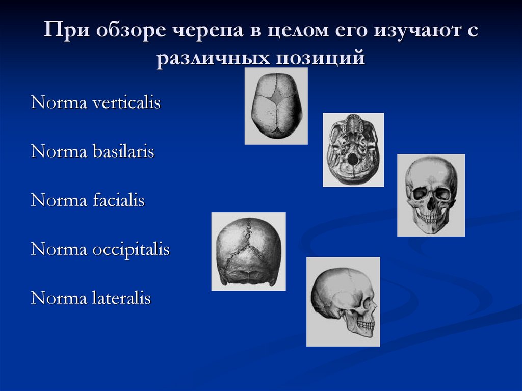 При обзоре черепа в целом его изучают с различных позиций