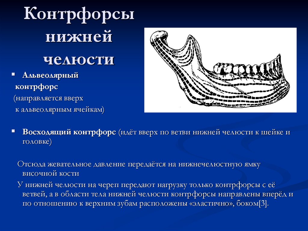 Контрфорсы нижней челюсти