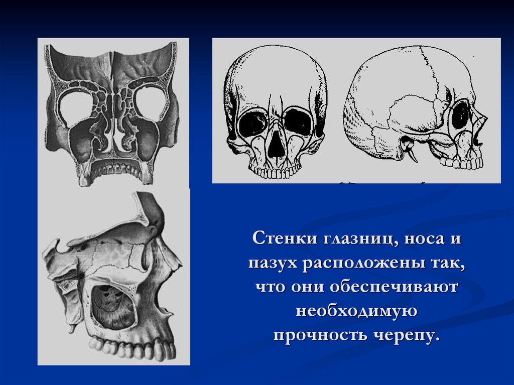 Стенки глазниц, носа и пазух расположены так, что они обеспечивают необходимую прочность черепу.