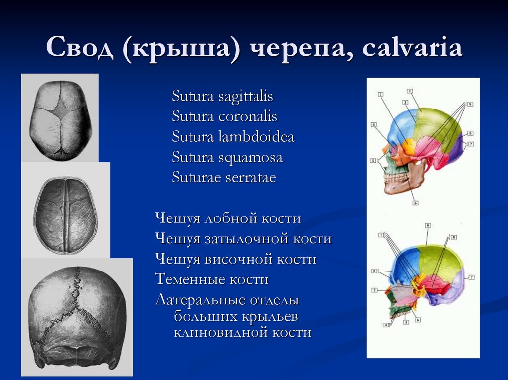Свод (крыша) черепа, calvaria