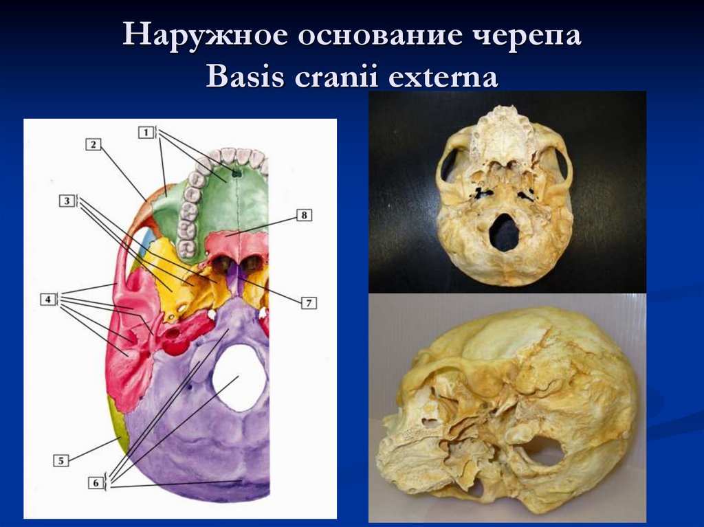 Наружное основание черепа Basis cranii externa