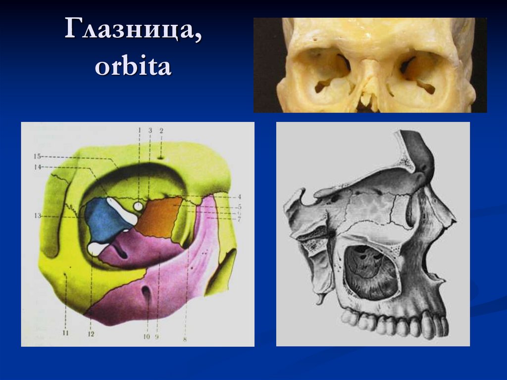 Глазница, orbita