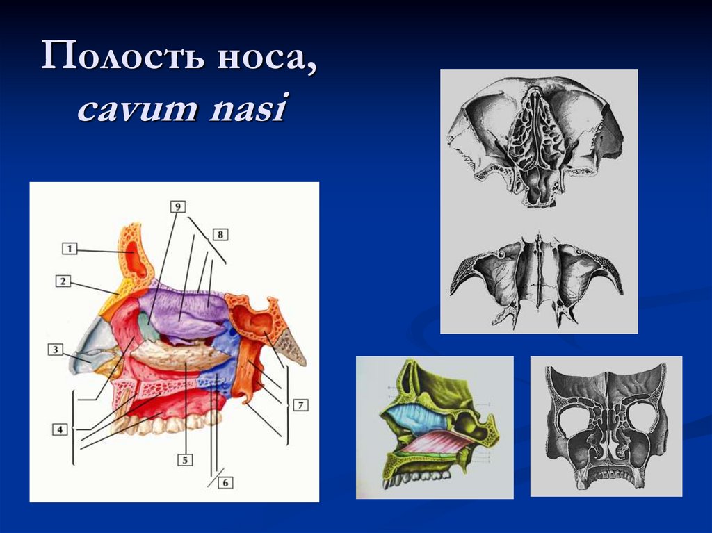 Полость носа, cavum nasi
