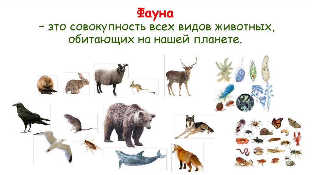 Фауна – это совокупность всех видов животных, обитающих на нашей планете.
