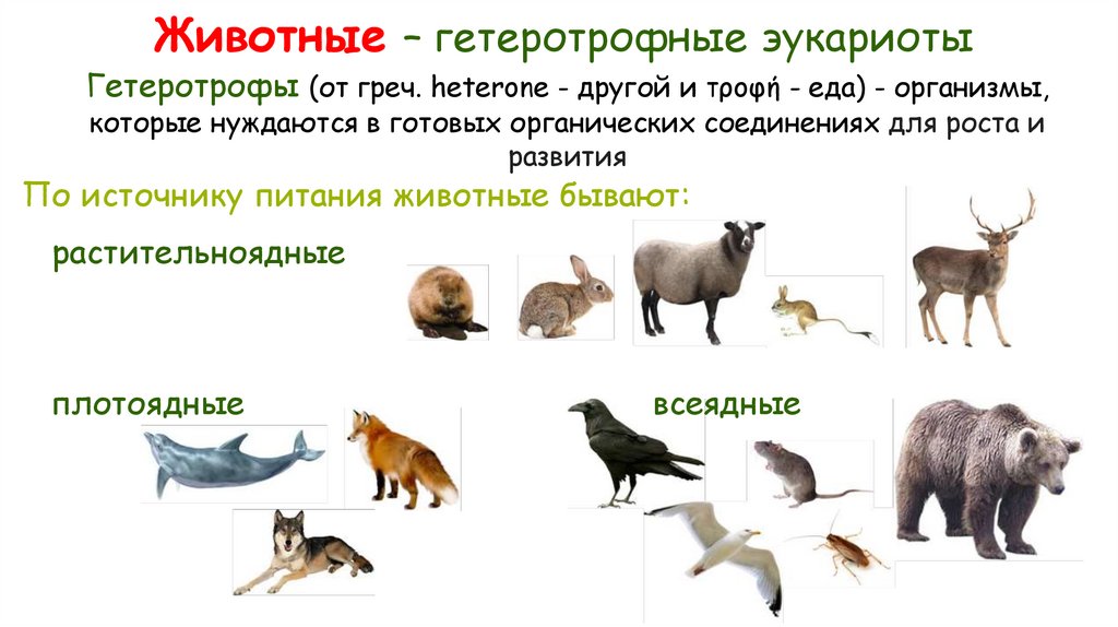 Животные – гетеротрофные эукариоты