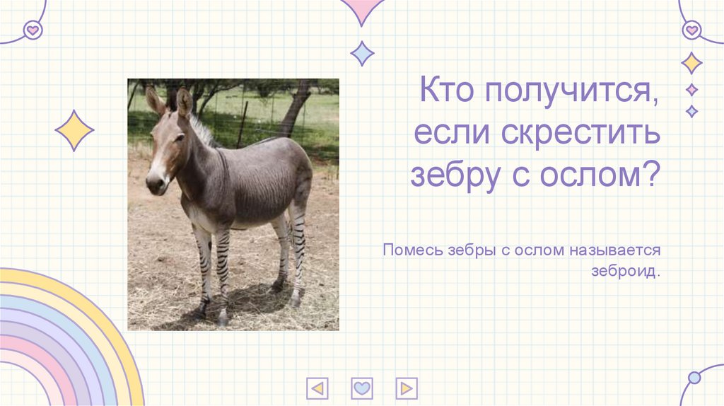 Кто получится, если скрестить зебру с ослом?