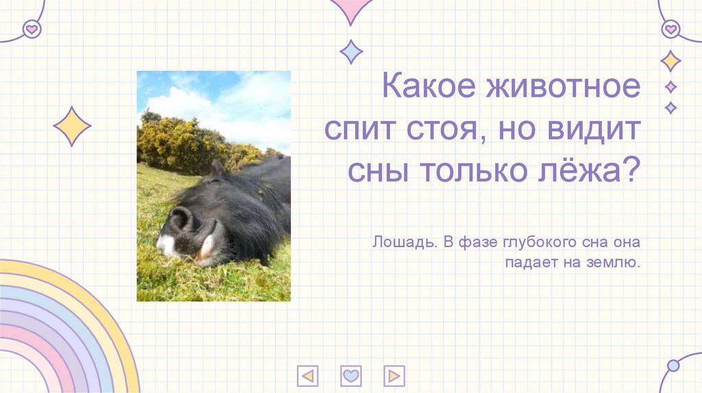 Какое животное спит стоя, но видит сны только лёжа?