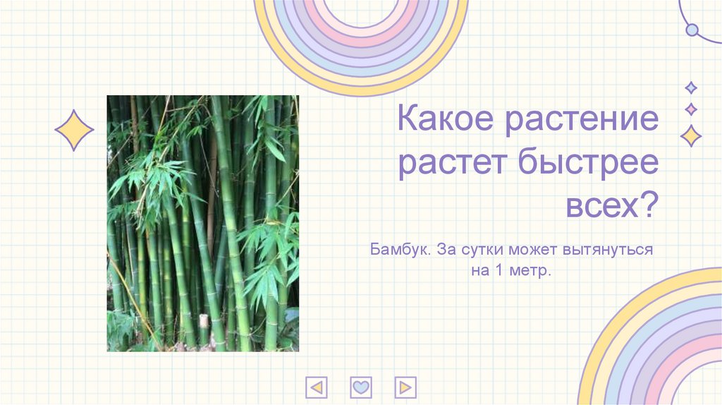 Какое растение растет быстрее всех?