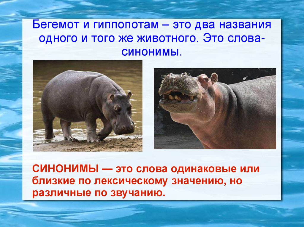 Бегемот и гиппопотам – это два названия одного и того же животного. Это слова-синонимы.