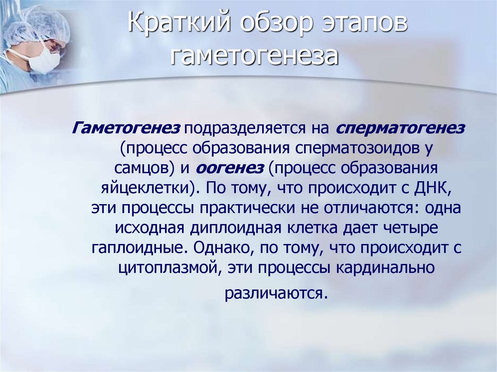Краткий обзор этапов гаметогенеза   