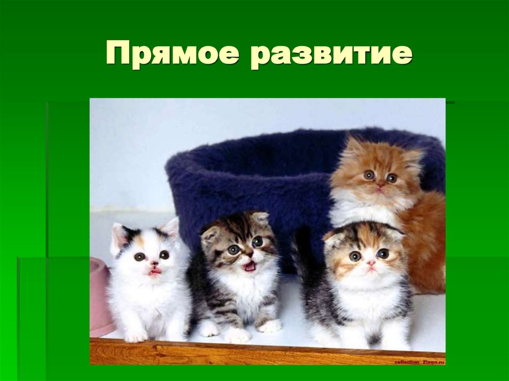 Прямое развитие