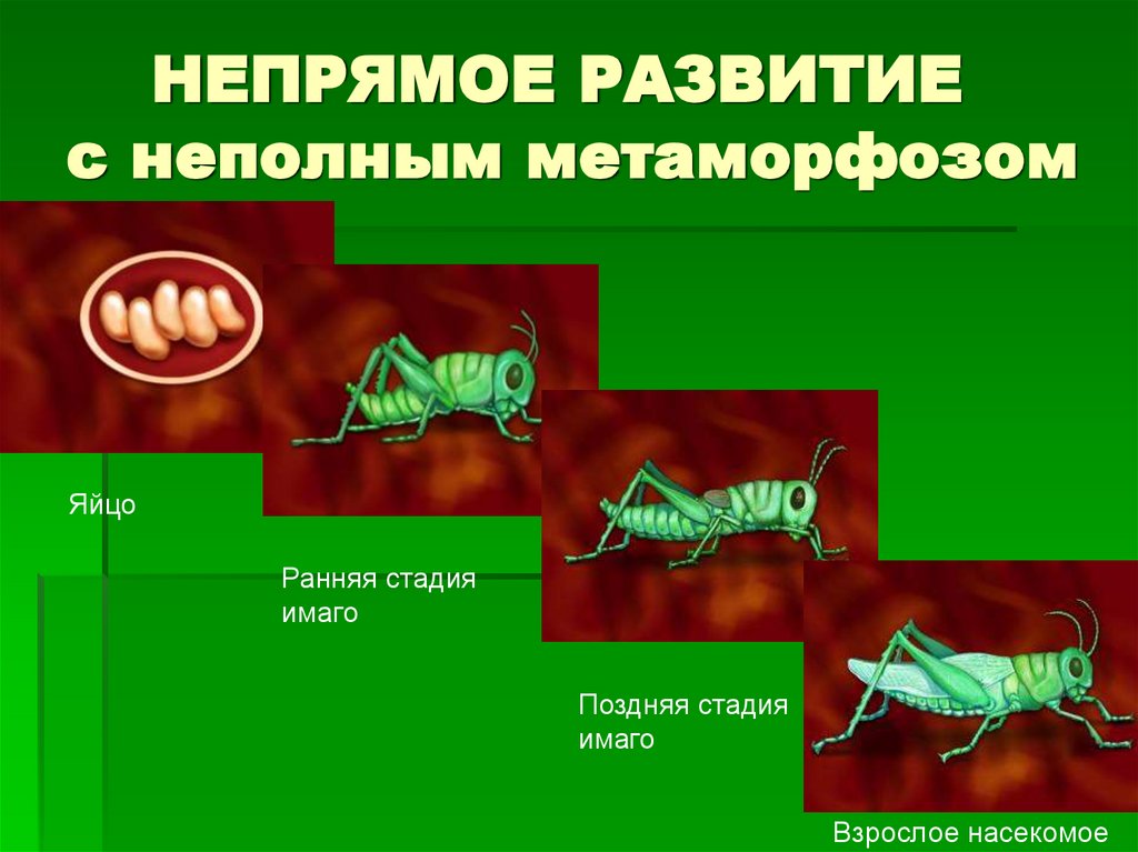 НЕПРЯМОЕ РАЗВИТИЕ с неполным метаморфозом