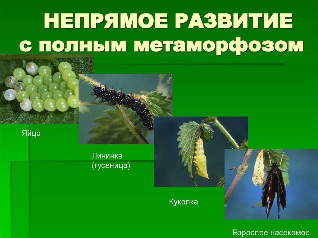 НЕПРЯМОЕ РАЗВИТИЕ с полным метаморфозом