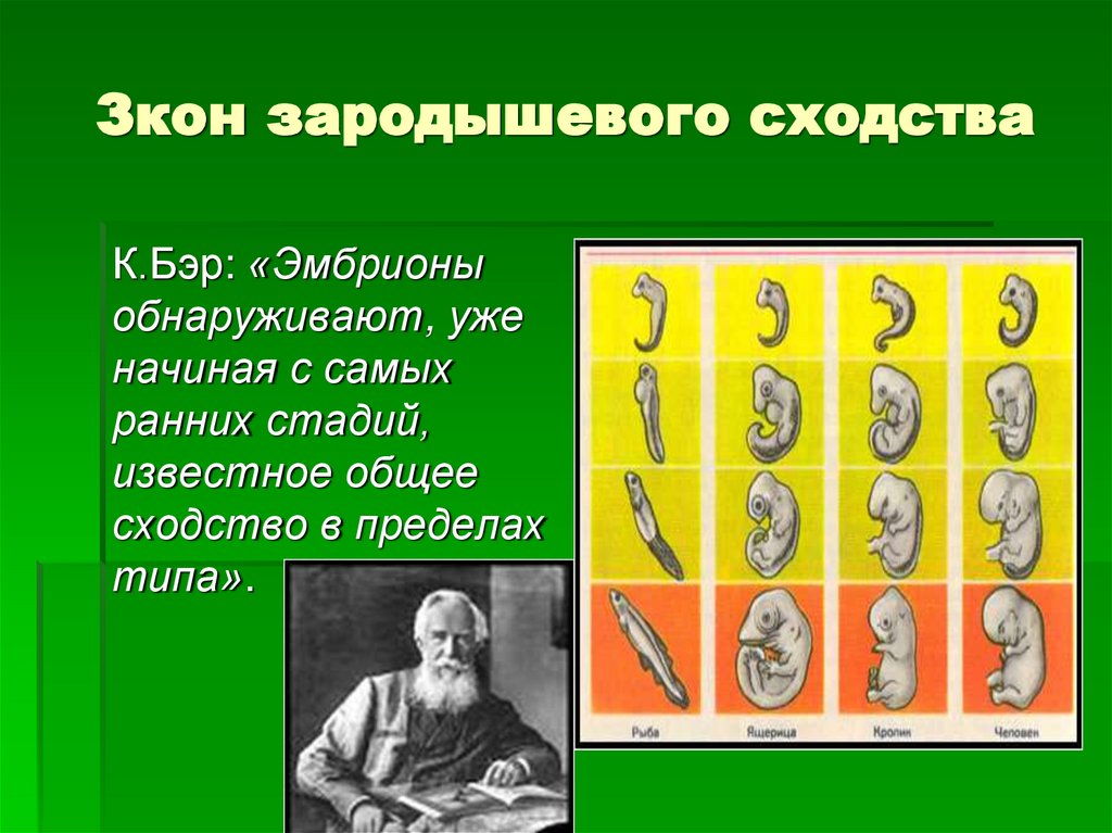 Зкон зародышевого сходства