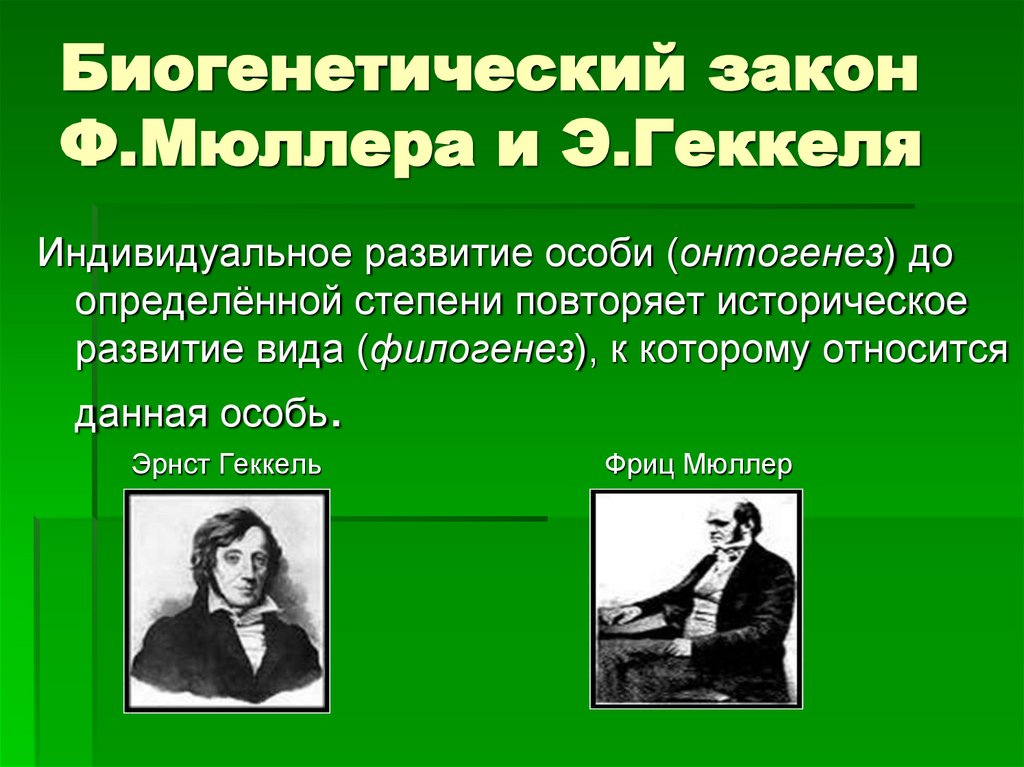 Биогенетический закон Ф.Мюллера и Э.Геккеля