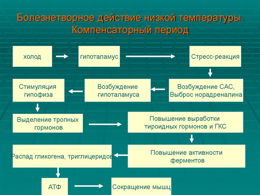 Болезнетворное действие низкой температуры. Компенсаторный период