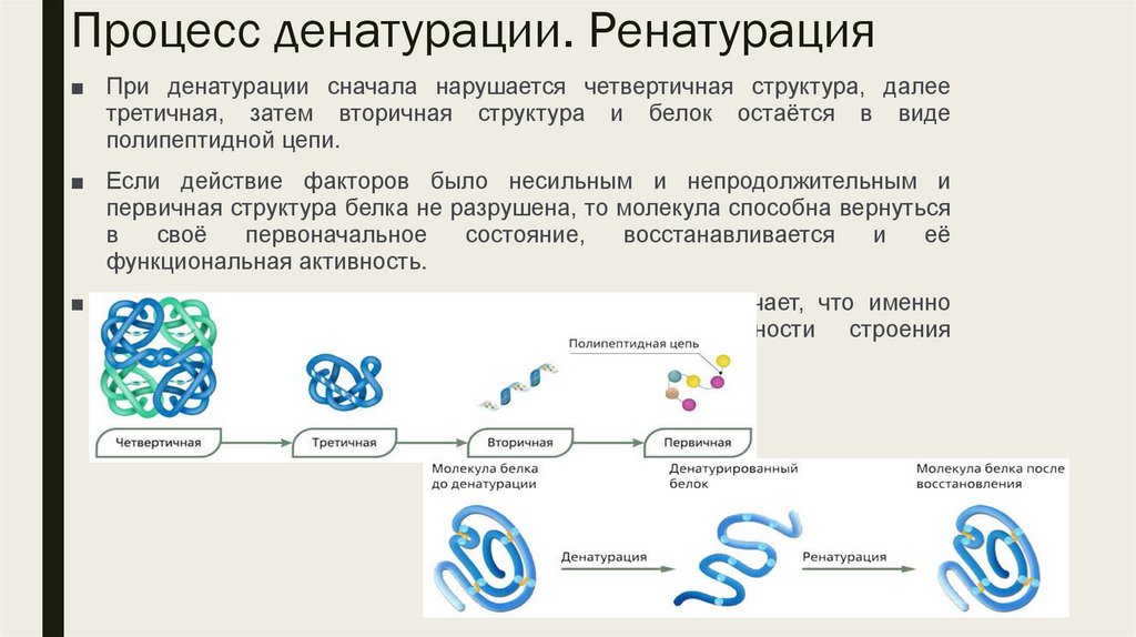 Процесс денатурации. Ренатурация