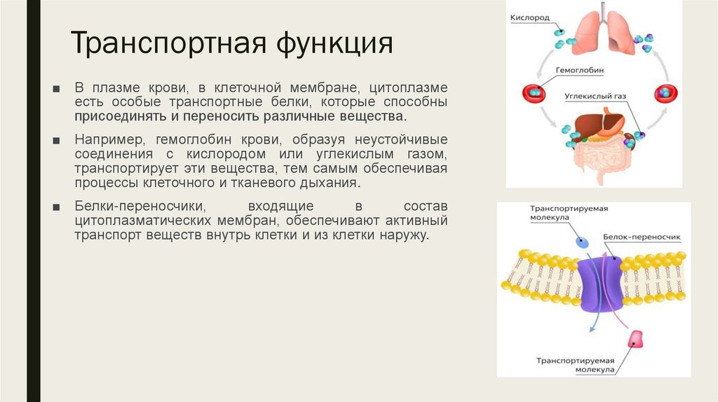 Транспортная функция