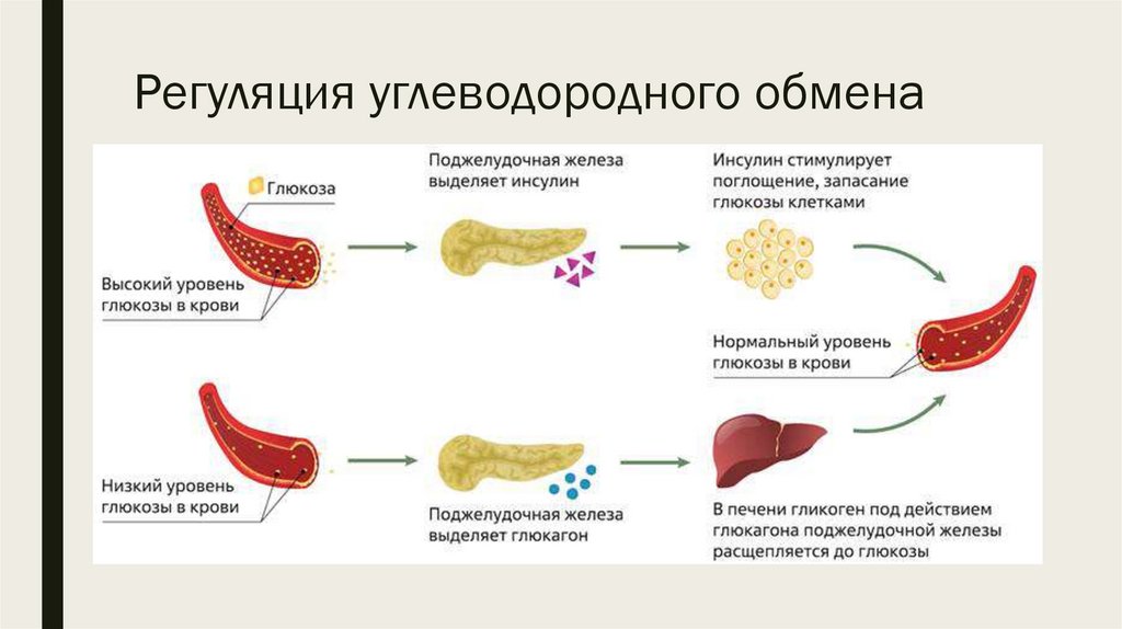 Регуляция углеводородного обмена
